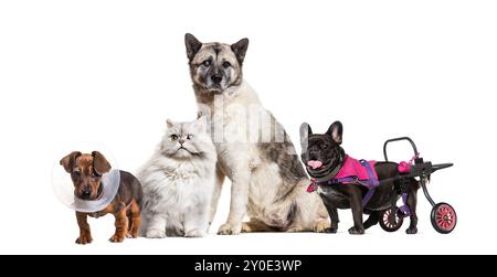 Groupe inclusif d'animaux malades et en mauvaise santé, avec un chien dans un fauteuil roulant, un chat et un chien aveugle dans un œil, et un chien portant un cône. Banque D'Images