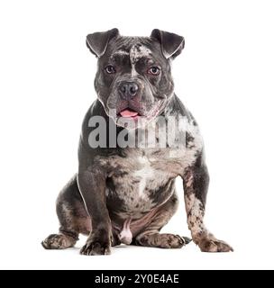 Merle Bully américain assis devant, haletant et regardant la caméra, isolé sur blanc Banque D'Images