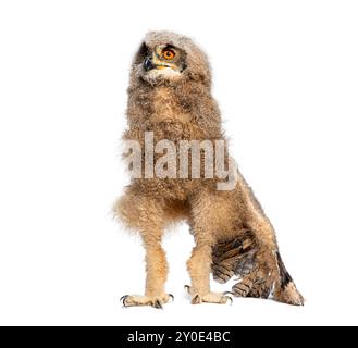 Grand poussin hibou à cornes d'un mois, levant les yeux et déployant une aile, isolé sur blanc Banque D'Images