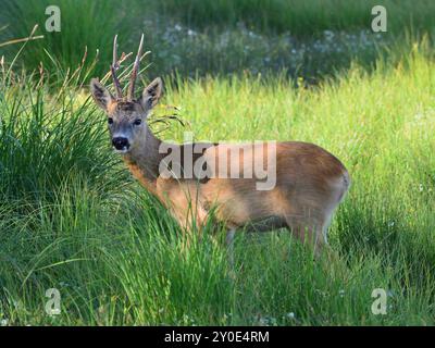 Cerf de Virginie dans l'herbe haute Banque D'Images