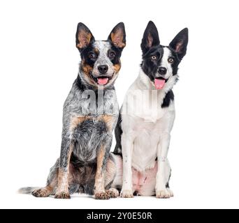 Chien de bovin australien et un chien mongrel, isolés sur blanc Banque D'Images