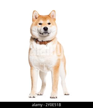 Shiba inu portant un collier de chien, isolé sur blanc Banque D'Images