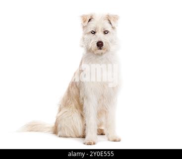 Mongrel aux yeux bleus, Husky croisé avec Berger pyrénéen, assis et regardant la caméra isolée sur blanc Banque D'Images