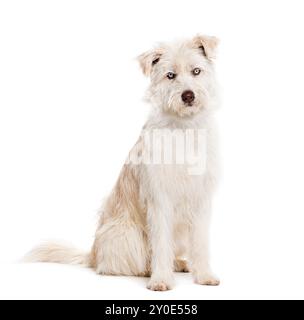 Mongrel aux yeux bleus, Husky croisé avec Berger pyrénéen, assis et regardant la caméra isolée sur blanc Banque D'Images