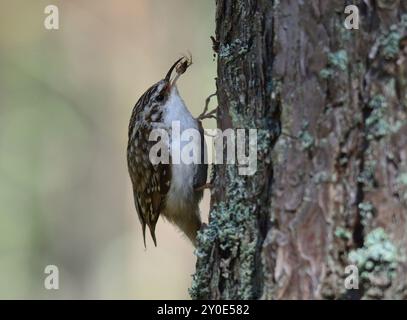 Collation d'araignée pour un trésor Banque D'Images