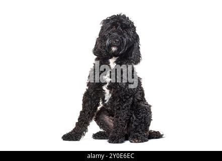 Cockapoo sitting mix caniche avec cocker, isolé sur blanc Banque D'Images