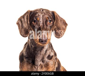 Photo de la tête d'un Teckel Red merle, isolé sur blanc Banque D'Images