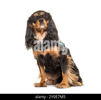 Cavalier King Charles Spaniel portant un harnais pour chien, isolé sur blanc Banque D'Images