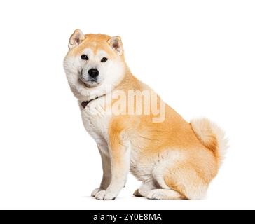 Assis Shiba inu portant un collier de chien, isolé sur blanc Banque D'Images