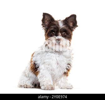 Biewer Yorkshire terrier assis, isolé sur blanc Banque D'Images