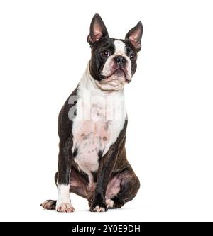Portrait d'un Boston Terrier, isolé sur blanc Banque D'Images