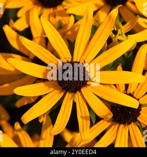 Gros plan de Susan aux yeux noirs (Rudbeckia fulgida 'Little Goldstar') dans un jardin à la fin de l'été Banque D'Images