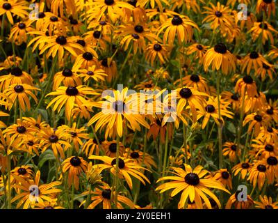 Gros plan de nombreuses Susan aux yeux noirs (Rudbeckia fulgida 'Little Goldstar') dans un jardin à la fin de l'été Banque D'Images