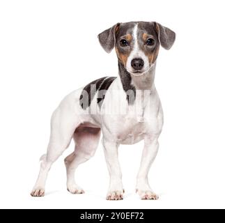 Portrait tricolore d'un chiot Jack Russell Terrier mignon, isolé sur blanc Banque D'Images