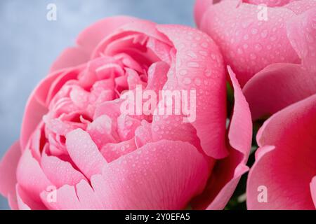 Gros plan pivoine rose éclatante recouverte de gouttelettes d'eau douce, de pétales délicats et de textures, d'un fond bleu doux Banque D'Images