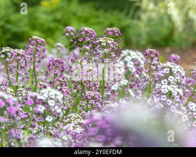 Fleurs blanches et violettes de Lobularia maritima ou alyssum maritimum. Doux alyssum ou inflorescences de dentelle alison douces au parfum de miel. Faible croissance Banque D'Images