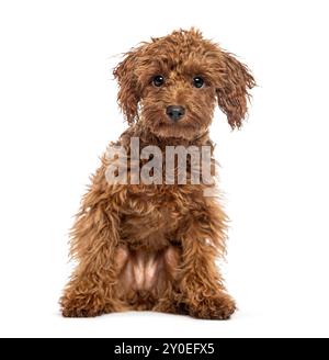 Mignon brun joyeux Toy Caniche chiot regardant la caméra, isolé sur blanc Banque D'Images