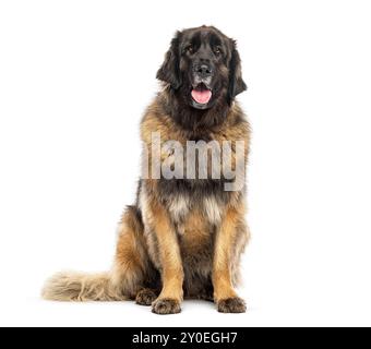 Adulte assis massif leonberg chien haletant, isolé sur blanc Banque D'Images