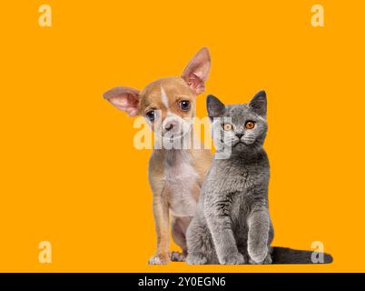 Chihuahua chiot et chaton short britannique, chat et chien, assis sur un fond orange et regardant la caméra. Banque D'Images