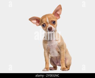 Petit chihuahua chiot à poils courts, âgé de 3 mois, isolé sur gris Banque D'Images