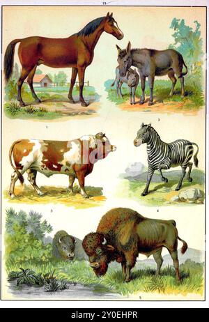 Règne animal. Illustration couleur vintage des animaux. Empire russe. 1890-1910 1. Cheval 2. Âne 3. Bull 4. Zebra 5. Buffalo Banque D'Images