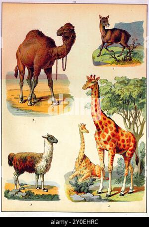 Règne animal. Illustration couleur vintage des animaux. Empire russe. 1890-1910 1. Kabarga 2. Dromadaire 3. Lama 4. Girafe Banque D'Images