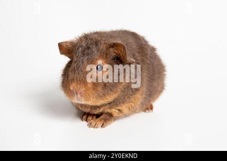 Le cobaye ou le cobaye domestique, Cavia porcellus connu sous le nom de cava ou cava domestique. Race appelée Teddy, animal flou mignon. Prise de vue en studio. Banque D'Images