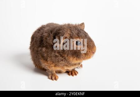 Le cobaye ou le cobaye domestique, Cavia porcellus connu sous le nom de cava ou cava domestique. Race appelée Teddy, animal flou mignon. Prise de vue en studio. Banque D'Images