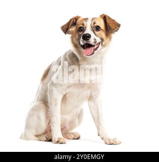 Heureux Mongrel haletant, regardant loin, isolé sur Wite Banque D'Images