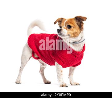 Mongrel Mix chihuahua et Jack russell terrier portant un pull de chien en maille rouge et regardant loin, isolé sur blanc Banque D'Images