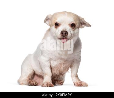 Vieux Chihuahua qui sort la langue, isolé sur blanc Banque D'Images