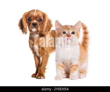 Cavalier roi charles Spaniel chiot et chaton au gingembre debout sur fond blanc Banque D'Images