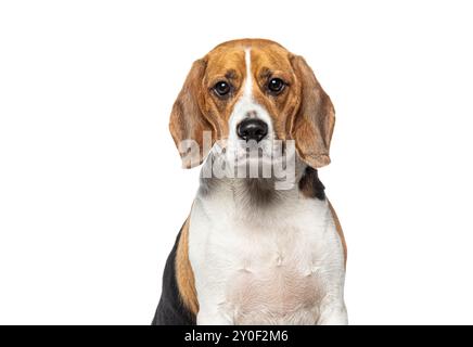 Portrait d'un Beagle adulte regardant la caméra, isolé sur blanc Banque D'Images