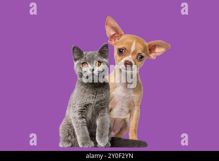 Chihuahua chiot et chaton short britannique, chat et chien, assis sur un fond violet et regardant la caméra. Banque D'Images