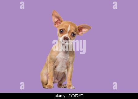 Chihuahua chiot blanc à poils courts, chihuahua, chiot chien, 3 mois, fond violet Banque D'Images