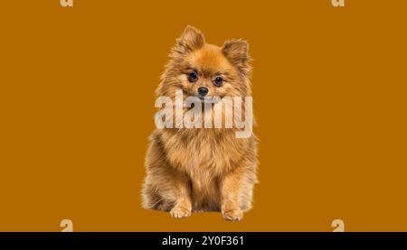 Chien rouge de Poméranie assis devant, isolé sur blanc Banque D'Images