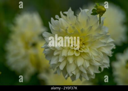 Fleur de dahlia blanche colorée luxuriante en gros plan Banque D'Images
