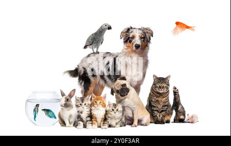 Groupe d'animaux de compagnie posant autour d'un berger australien ; chien, chat, furet, lapin, oiseau, poisson, rongeur, isolé sur blanc Banque D'Images