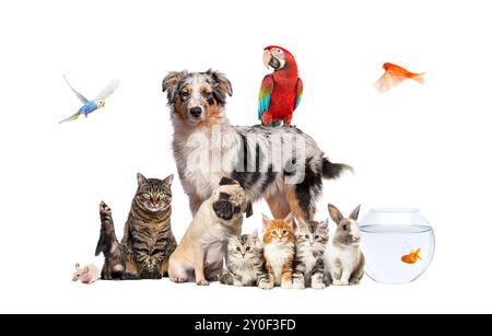 Groupe d'animaux de compagnie posant autour d'un berger australien ; chien, chat, furet, lapin, oiseau, poisson, rongeur, isolé sur blanc Banque D'Images