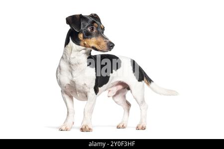 Jack russell Terrier debout regardant loin, isolé sur blanc Banque D'Images