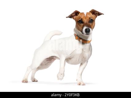 Attentif neuf mois Jack russell Terrier debout, regardant la caméra, isolé sur blanc Banque D'Images