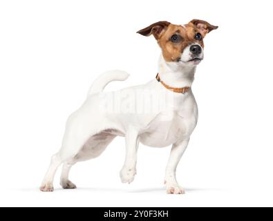 Jack Russell Terrier de neuf mois debout, levant les yeux, portant un chien à collier orange, queue vers le haut, isolé sur blanc Banque D'Images