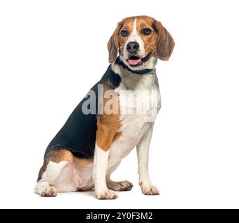 Portrait d'un chien beagle heureux assis de côté regardant la caméra, isolé sur un fond blanc Banque D'Images