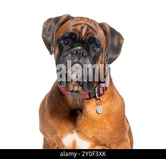 Chien boxeur avec un collier rouge assis et regardant la caméra Banque D'Images