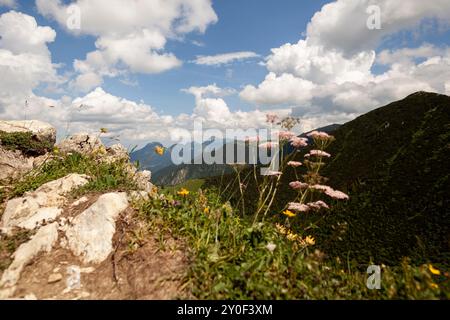 Randonnée en montagne à la montagne Brecherspitze en été, Bavière, Allemagne Banque D'Images