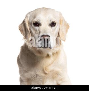 Beau chien Golden retriever avec une fourrure douce et moelleuse, nous regardant directement avec une expression sérieuse sur son visage Banque D'Images