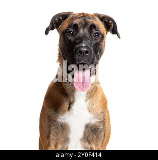 Boxer brun et blanc croisé haletant et regardant la caméra, isolé sur blanc Banque D'Images