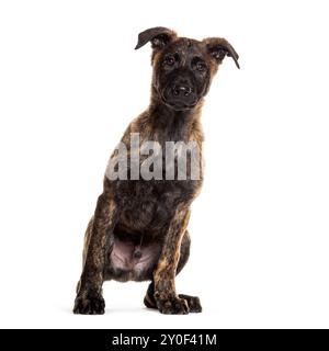 Portrait d'un chiot berger hollandais assis, isolé sur blanc Banque D'Images