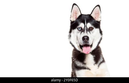 Portrait d'un Husky sibérien aux yeux étranges haletant et faisant face à la caméra, isolé sur blanc Banque D'Images