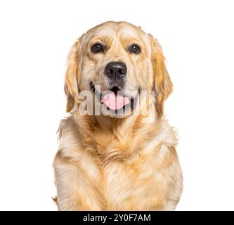 Golden retriever panating et regardant heureux sur fond blanc Banque D'Images